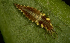 green lacewing pupae