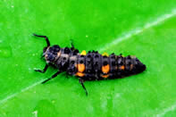 Ladybug larva "alligator"