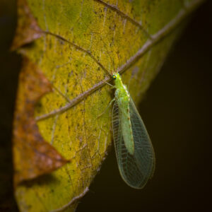 Green Lacewing