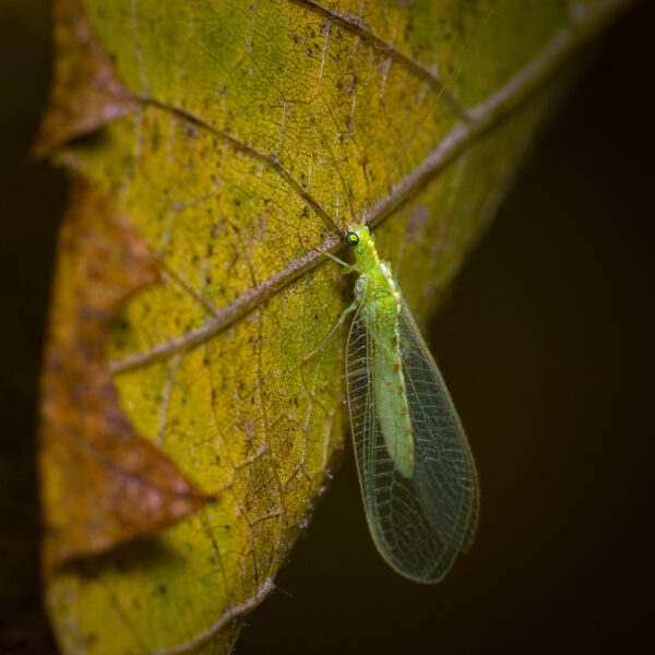 Green Lacewing