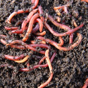 Earthworms