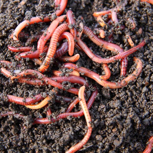 Earthworms