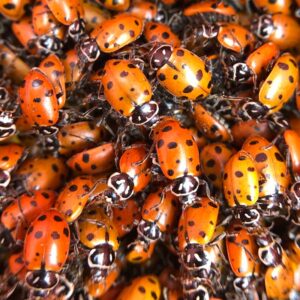 Live Packaged Ladybugs