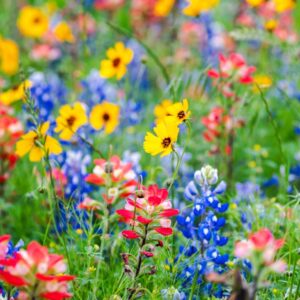 Wildflowers which produce beneficial nectar for insects and butterflies.