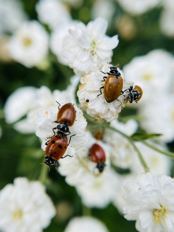 Ladybugs on white flowers
