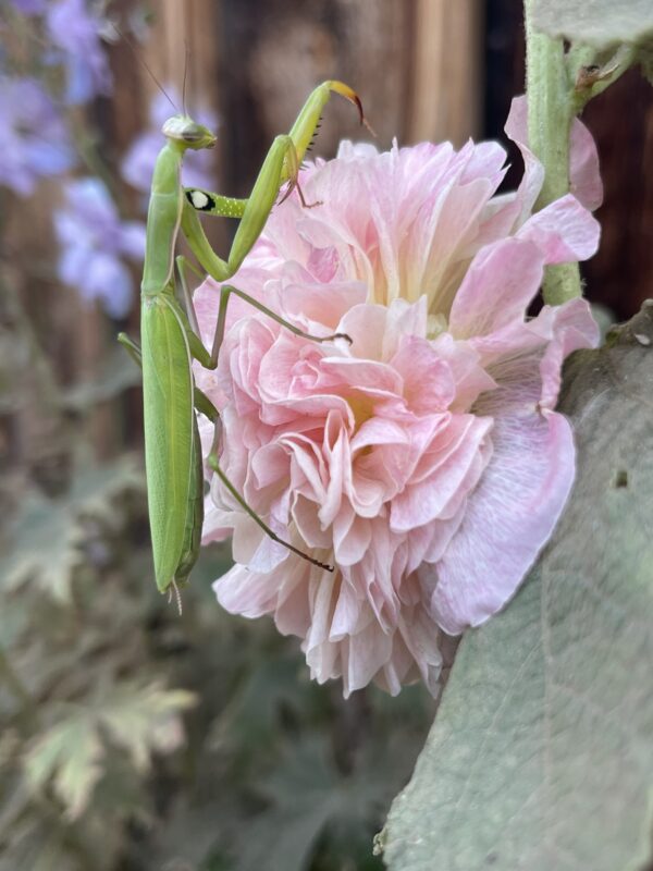 Praying Mantis on Pink Flower