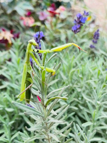 Praying Mantis on Rosemary Plant